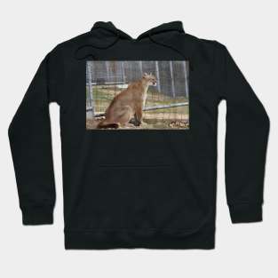 Cougar Hoodie